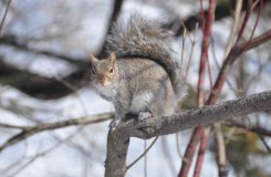 écureuil sur une branche
