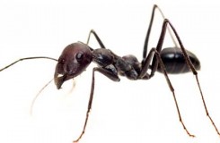 fourmis charpentières