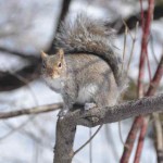 écureuil sur une branche