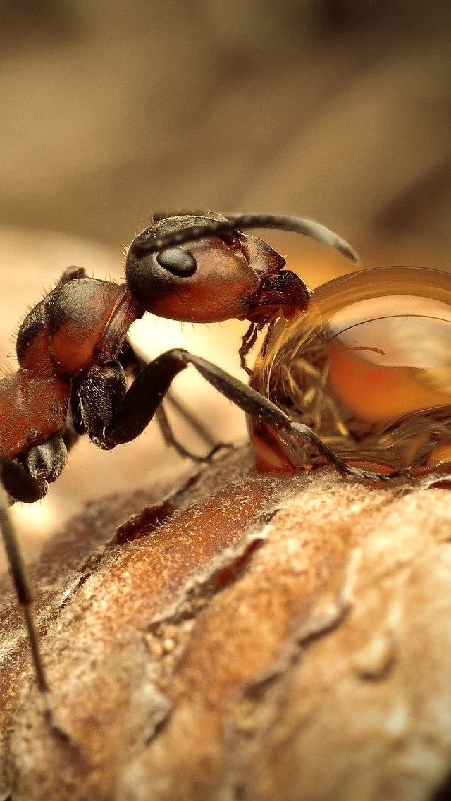 Colonie de fourmis ouvrières en train de se nourrir