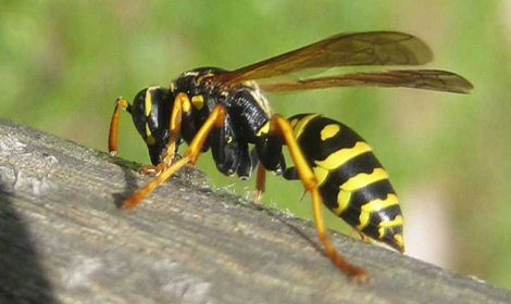 Guêpe jaune et noire typique du Québec