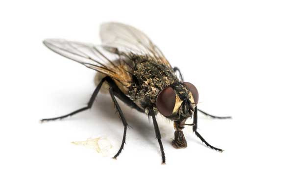 Mouche domestique typique du Québec