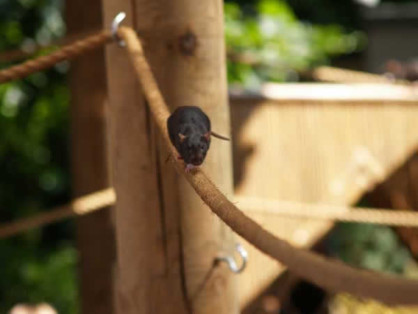 Rat noir grimpant sur un fil dans un grenier