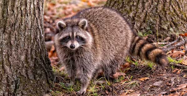 Raton laveur adulte