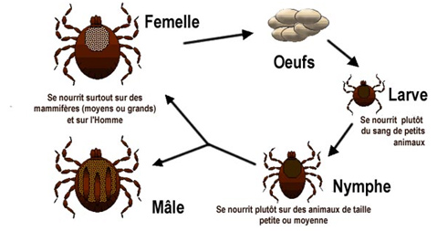 Cycle de vie de la tique