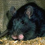 Rat noir qui mange